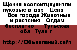Щенки ксолоитцкуинтли пуховые в дар › Цена ­ 1 - Все города Животные и растения » Отдам бесплатно   . Тульская обл.,Тула г.